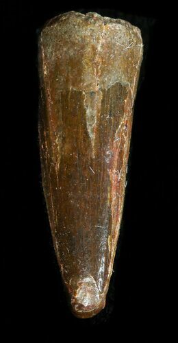 Juvenile Spinosaurus Tooth - Kem Kem Beds #43420